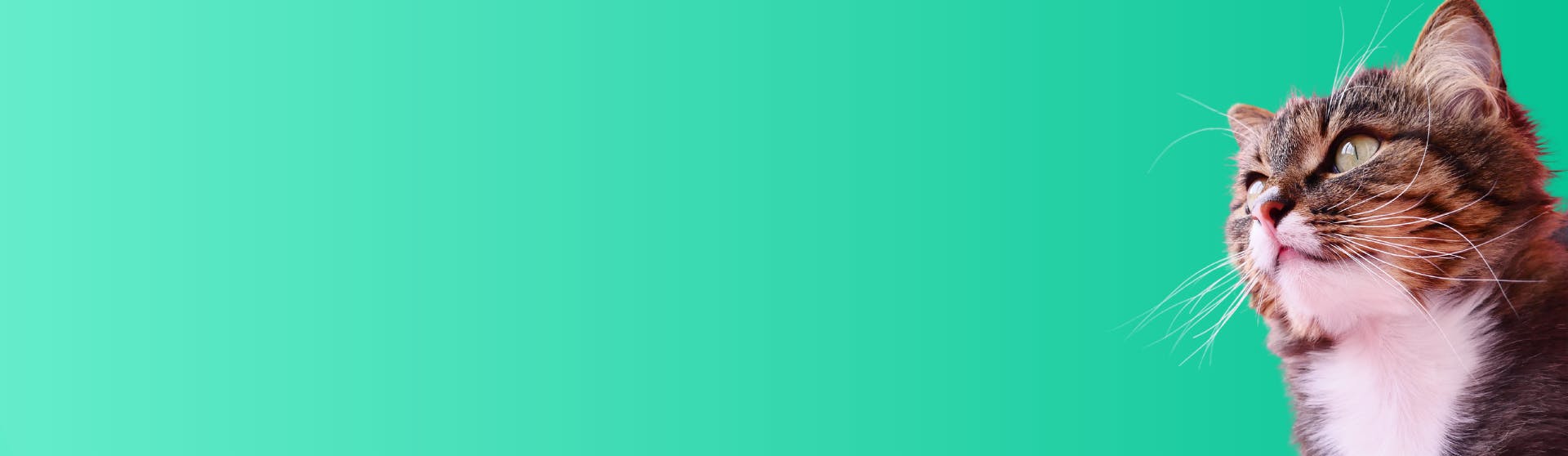 Cat Names that Start with C